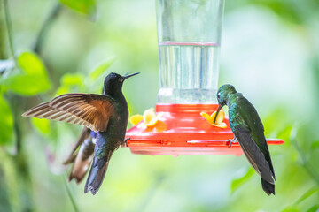 Group of iridescent hummingbirds feeding from a red nectar feeder in the lush cloud forest of Mindo, Ecuador, showcasing vibrant colors and the rich biodiversity of the Andes. © momentsphotography