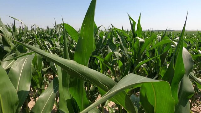 Corn plants in a cornfield in the summer.