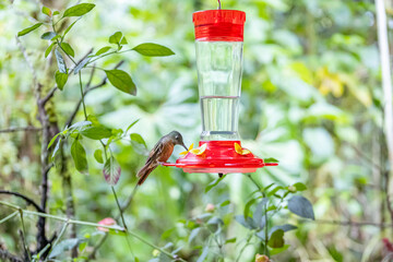 Fototapeta premium The striking Fawn-breasted Brilliant (Heliodoxa rubinoides), a dazzling hummingbird frequently observed in the lush cloud forests of Mindo, Ecuador.