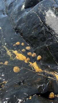 Close up of golden limpet seashells firmly attached to a wet black coastal rock washed by water.