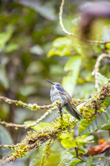 Brown Violetear hummingbird (Colibri delphinae) perched on mossy branch in Mindo cloud forest, Ecuador, showing its violet ear patch amid lush green foliage. © momentsphotography