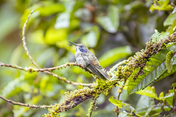 Brown Violetear hummingbird (Colibri delphinae) perched on mossy branch in Mindo cloud forest, Ecuador, showing its violet ear patch amid lush green foliage. © momentsphotography
