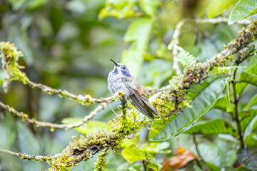 Brown Violetear hummingbird (Colibri delphinae) perched on mossy branch in Mindo cloud forest, Ecuador, showing its violet ear patch amid lush green foliage. © momentsphotography