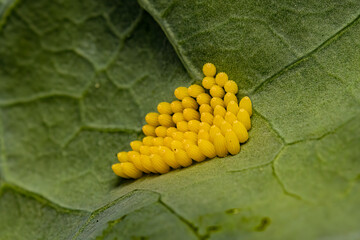 Eggs of the cabbage white butterfly are laid on the bottom of a cauliflower leaf © Tomas