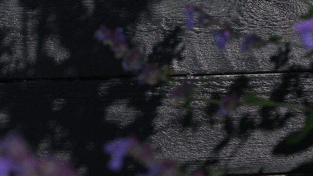 Catnip casting shadows on a black wooden flower box in the garden. Finland