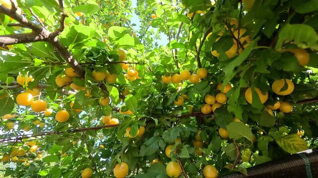 harvesting an abundant crop of yellow cherry plums against a blue sky