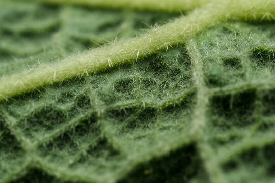 Rounded cactus surface covered with fine spiky areo