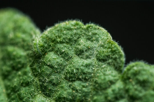 Rounded cactus surface covered with fine spiky areo