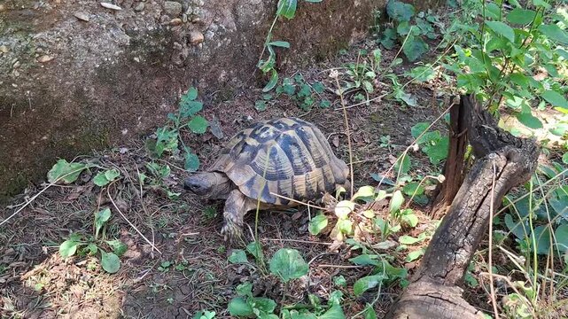 Land tortoise crawling through the grass and dry leaves in the wild