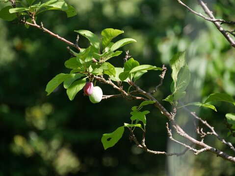 Unreife Pflaumen h&auml;ngen am Baum im Garten