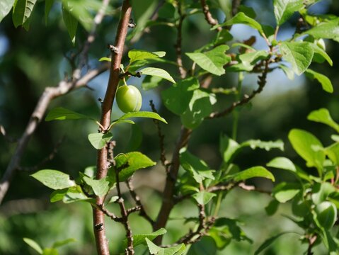 Unreife Pflaumen h&auml;ngen am Baum im Garten