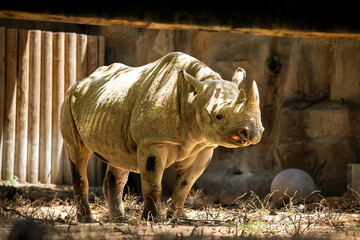 Rhino 3/4 view in a zoo enclosure in a warm light © Franz Sidney Art