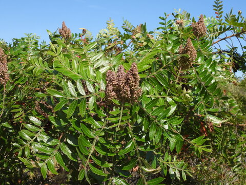 Winged sumac, rhus copallinum, growing wild on Assateague Island, Worcester County, Maryland. Natural background, texture, graphic resource.