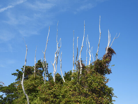 Devil's walking stick, aralia spinosa, growing wild on Assateague Island, Worcester County, Maryland. Natural background, texture, graphic resource.    