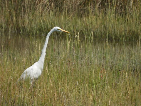 A great egret, sneaking through the wetland, salt marsh, in search of prey to eat. Assateague Island, Worcester County, Maryland.
