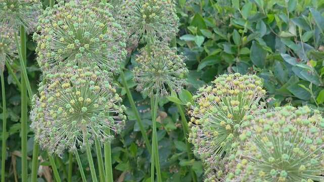 Exploring onion flowers in a green garden during summer