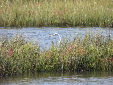 A great egret, sneaking through the wetland, salt marsh, in search of prey to eat. Assateague Island, Worcester County, Maryland.