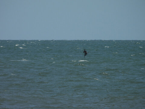 A hungry, brown pelican, doing a high speed, plunge dive, into the atlantic ocean to catch a fish. Birding, wildlife viewing from the shores of Assateague Island, Worcester County, Maryland. 