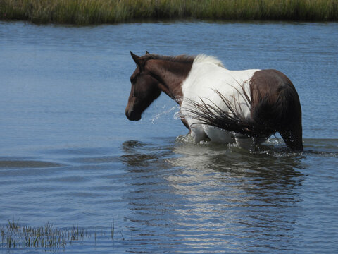 A wild horse wading through the waters of a salt marsh on Assateague Island. Worcester County, Maryland.