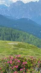 Fototapeta premium Pink rhododendron flowers blooming in dolomites mountain range