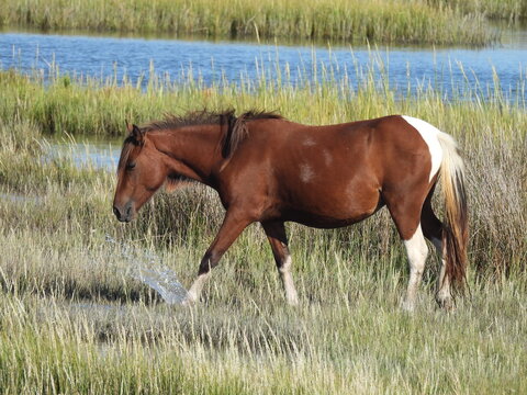 A wild horse making its way across a salt marsh on Assateague Island. Worcester county, Maryland.