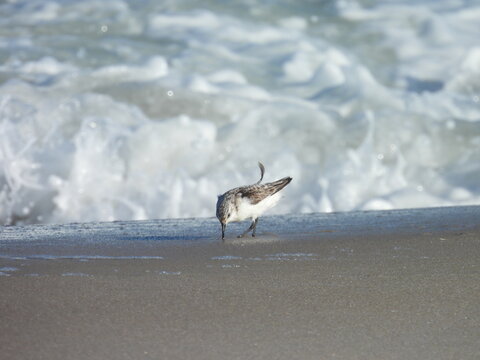 Sanderlings can be seen, probing the wet for tiny aquatic invertebrates to eat, as the tide goes in and out. Assateague Island National Seashore, Worcester County, Maryland.