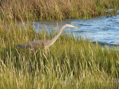 A great blue heron, camouflaged into the environment, stalking the wetland marsh for prey to eat. Assateague Island National Seashore, Worcester County, Maryland.