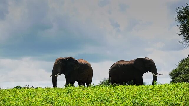 Two African bush elephants in yellow flowers field in Greater Kruger National park, South Africa ; Specie Loxodonta africana family of Elephantidae