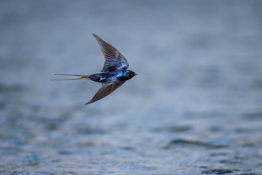 A barn swallow bird with bright plumage flies over the water with its wings spread