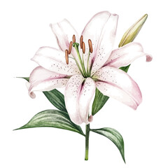 Obraz premium watercolor hand-drawn of Lily, isolated on a white background.