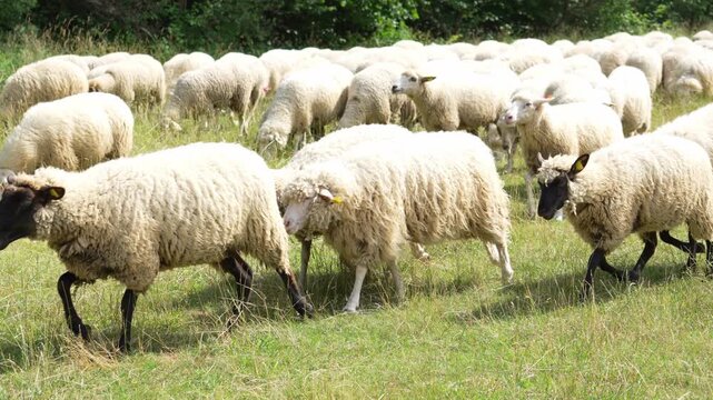 Close up of sheep herd eating grass on a farm