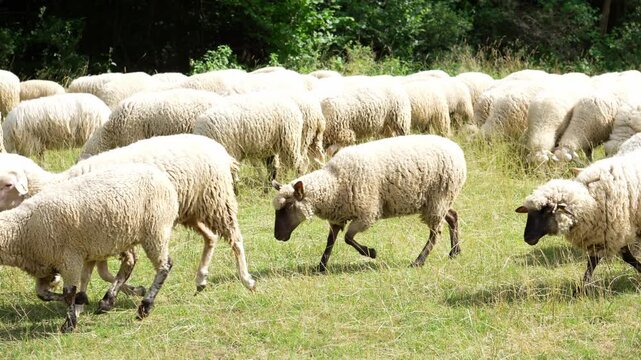 Large sheep herd walking together on rural pasture