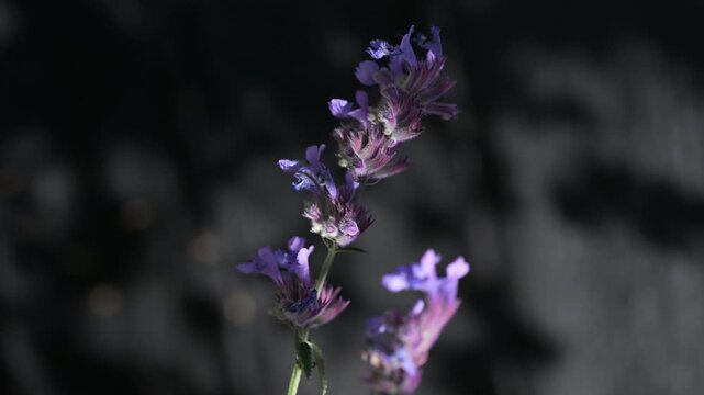 Closeup of catnip with a dark background swaying in the summer wind in slowmotion. Finland