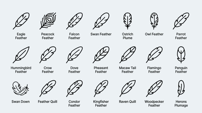 Comprehensive collection of various bird feather types and plumes for ornithology illustration bird watching guides or artistic nature graphic design projects.