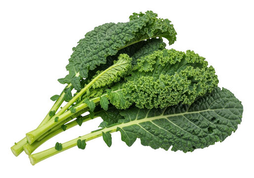 Fresh green curly kale leaves stacked together for healthy cooking and nutrition preparation