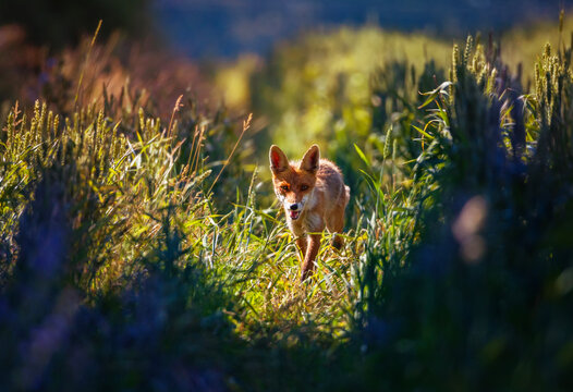 A beautiful red fox walks through a blooming sunny meadow and smiles with his mouth wide open.