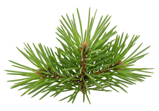 A small green pine tree branch with fresh needles isolated for nature and winter holiday design