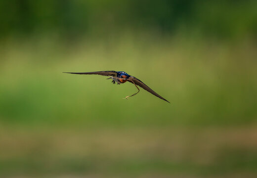 A barn swallow bird flies over a green summer meadow on a sunny day with a blade of grass in its beak