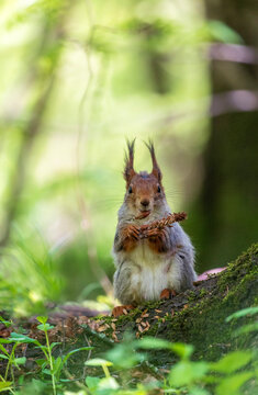 A cute fluffy squirrel sits under a tree in a sunny spring park and eats a pine cone.