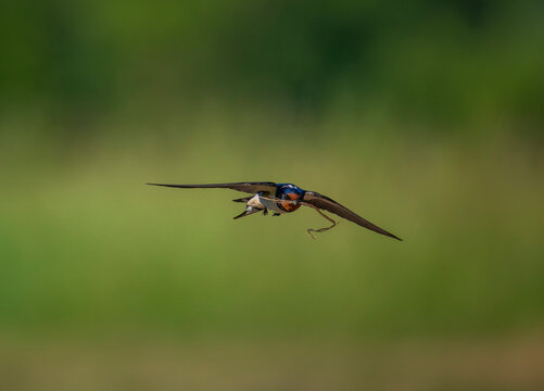 A barn swallow bird flies over a green summer meadow on a sunny day with a blade of grass in its beak