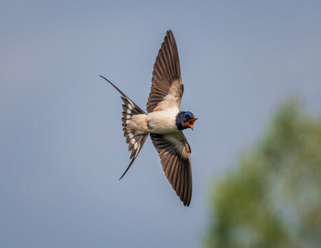 A barn swallow bird flies over a green summer meadow in the sun with its beak open.