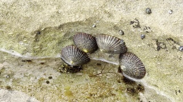 Cellana exarata, common name the black-foot ʻopihi and Hawaiian blackfoot[1] is a species of edible true limpet. Laniakea Beach, Honolulu, North Shore of Oahu island, Hawaii. Beachrock