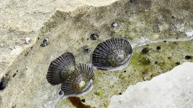 Cellana exarata, common name the black-foot ʻopihi and Hawaiian blackfoot[1] is a species of edible true limpet. Laniakea Beach, Honolulu, North Shore of Oahu island, Hawaii. Beachrock