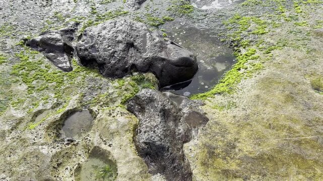 Laniakea Beach, Honolulu, North Shore of Oahu island, Hawaii. Beachrock. Ulva lactuca, also known by the common name sea lettuce, is an edible green alga in the family Ulvaceae.
