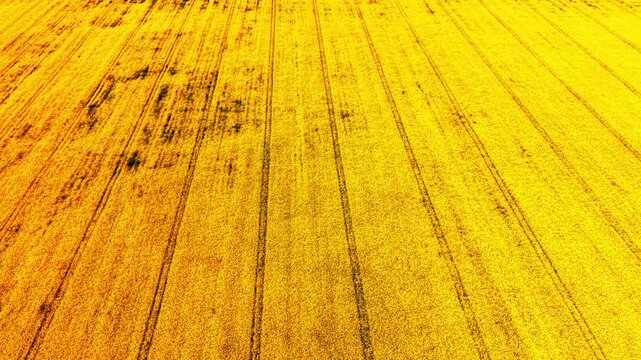 Aerial close up of canola field rows. Overhead texture of golden rapeseed blossoms crossed by faint tractor tracks and dark soil lines.