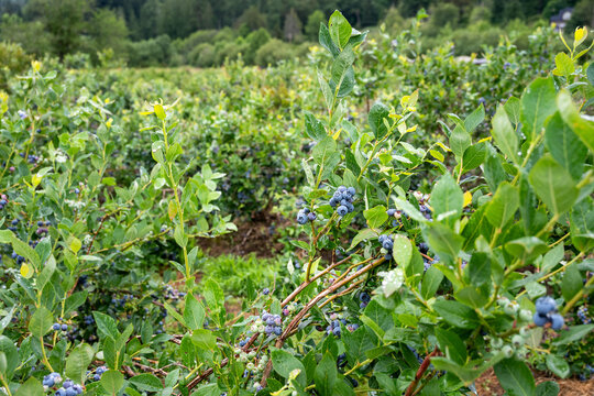 Rows of Duke variety blueberry bushes with ripe and tasty berries growing, small family u-pick farm, Carnation, Washington, Pacific Northwest

