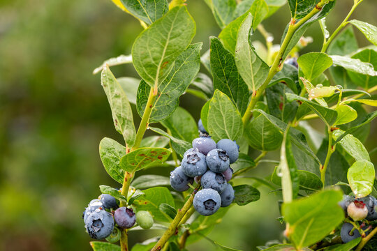 Closeup Duke variety blueberry bush with ripe and tasty berries growing on it, small family u-pick farm, wet with raindrops, Carnation, Washington, Pacific Northwest
