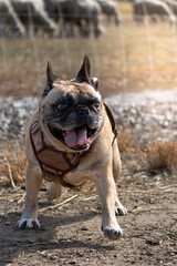 Obraz premium Happy Fawn French Bulldog Smiling at Camera