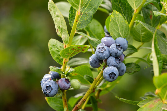 Closeup Duke variety blueberry bush with ripe and tasty berries growing on it, small family u-pick farm, wet with raindrops, Carnation, Washington, Pacific Northwest
