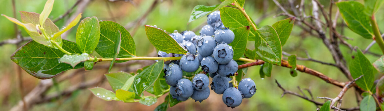 Closeup Duke variety blueberry bush with ripe and tasty berries growing on it, small family u-pick farm, wet with raindrops, Carnation, Washington, Pacific Northwest
